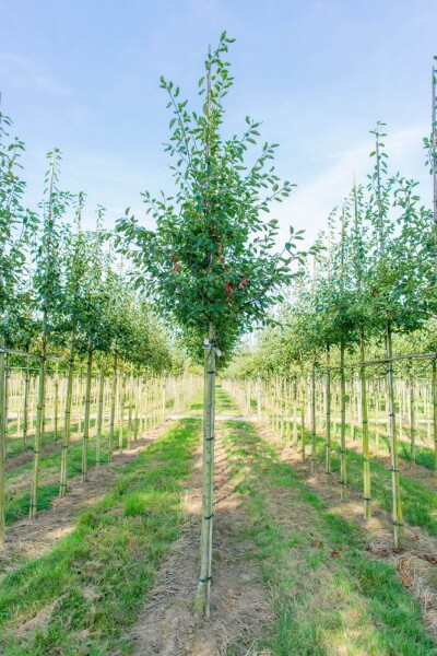 Amelanchier laevis 'Ballerina' Amelanchier laevis 'Ballerina'