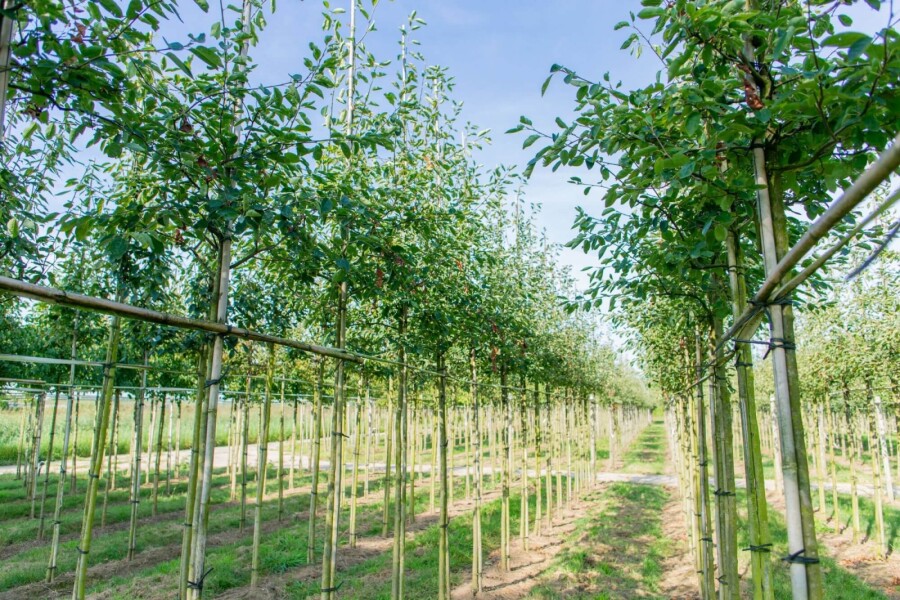 Amelanchier 'Ballerina' HO 4/6 P/K Amelanchier laevis 'Ballerina' Hochstamm 4/6