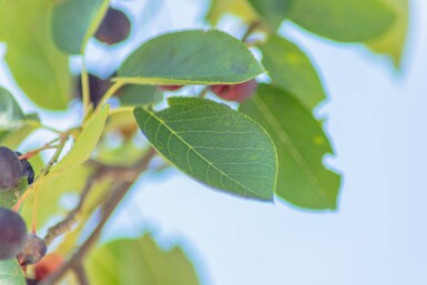 Amelanchier laevis 'Ballerina' hochstamm 4/6