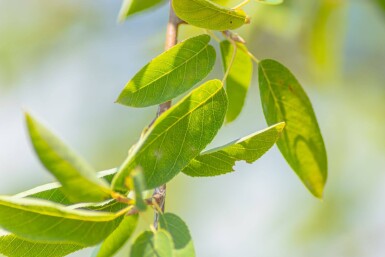 Amelanchier laevis 'Ballerina' hochstamm 4/6