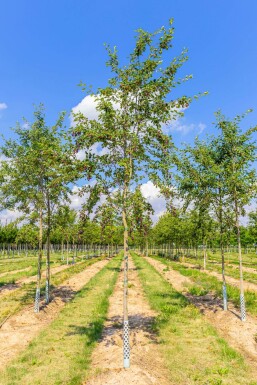 Amelanchier laevis 'Ballerina' hochstamm 4/6