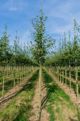 Amelanchier lamarckii