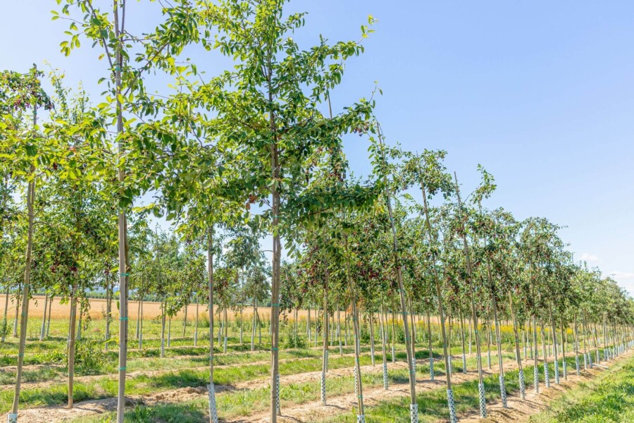 Krentenboompje Amelanchier lamarckii Hoogstam P Amelanchier lamarckii hoogstam spil 150-175