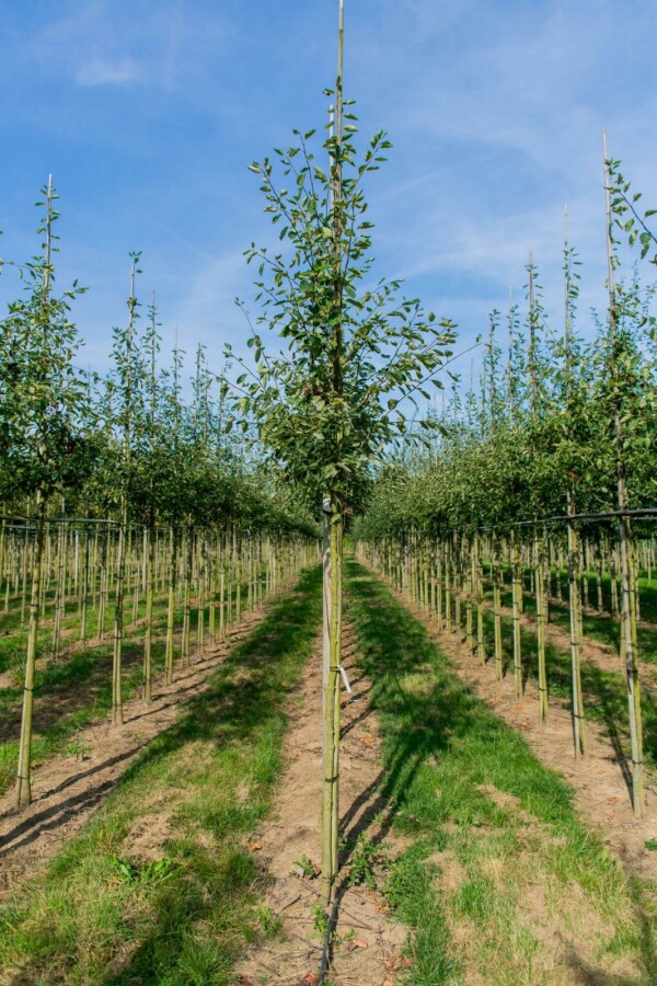 Krentenboompje Amelanchier lamarckii Hoogstam P Amelanchier lamarckii hoogstam spil 150-175