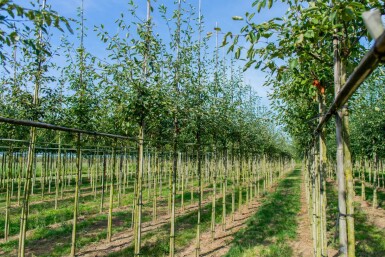 Amelanchier lamarckii hochstamm spil 150-175