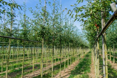 Krentenboompje Amelanchier lamarckii Hoogstam P Amelanchier lamarckii hoogstam spil 150-175