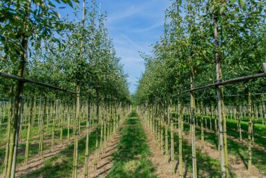Krentenboompje Amelanchier lamarckii Hoogstam P Amelanchier lamarckii hoogstam spil 150-175