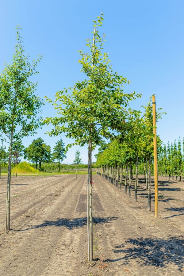 Krentenboompje Amelanchier lamarckii Hoogstam P Amelanchier lamarckii hoogstam spil 150-175