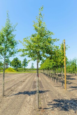 Krentenboompje Amelanchier lamarckii Hoogstam P Amelanchier lamarckii hoogstam spil 150-175