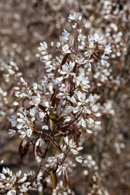 Amelanchier lamarckii hochstamm spil 150-175