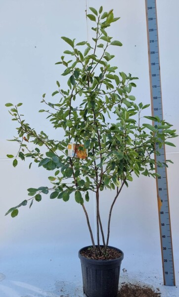 Amelanchier lamarckii mehrstämmig