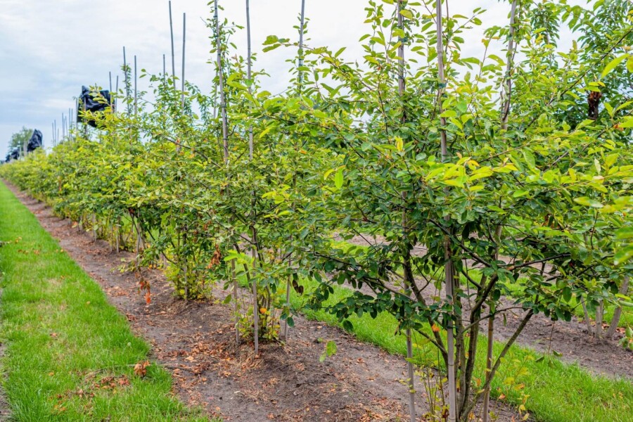Amelanchier lamarckii ME 200-250 P/K Amelanchier lamarckii Mehrstämmig 200-250