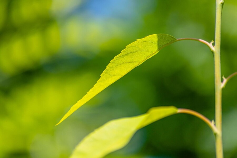 Amelanchier lamarckii ME 200-250 P/K Amelanchier lamarckii Mehrstämmig 200-250