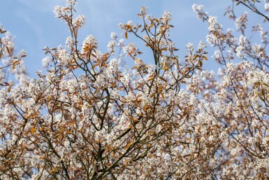 Amelanchier lamarckii ME 200-250 P/K Amelanchier lamarckii Mehrstämmig 200-250