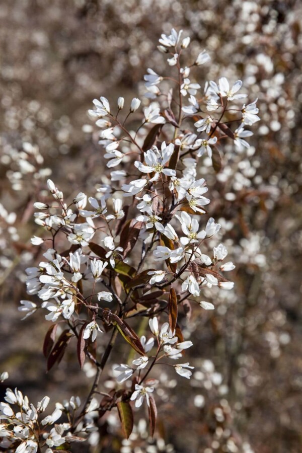 Amelanchier lamarckii ME 200-250 P/K Amelanchier lamarckii Mehrstämmig 200-250