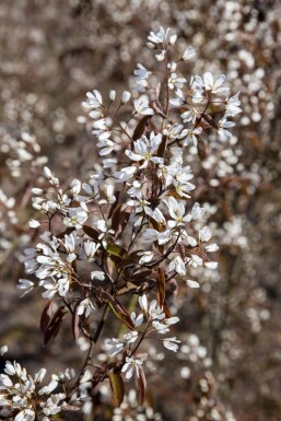 Amelanchier lamarckii ME 200-250 P/K Amelanchier lamarckii Mehrstämmig 200-250