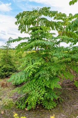 Aralia elata mehrstämmig 200-250