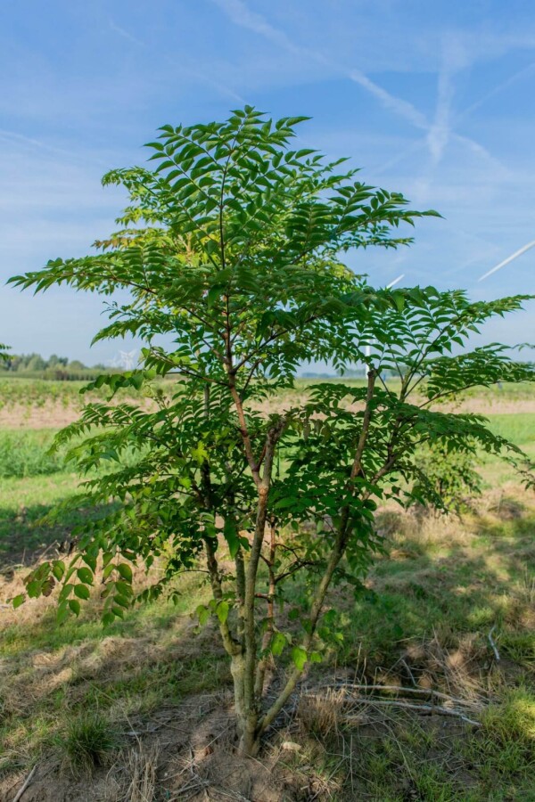 Aralia elata ME 200-250 P/K Aralia elata Mehrstämmig 200-250