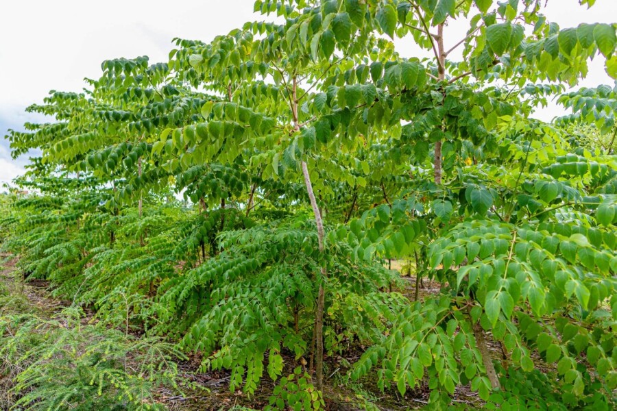 Aralia elata ME 200-250 P/K Aralia elata Mehrstämmig 200-250