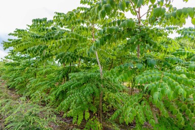 Aralia elata mehrstämmig 200-250