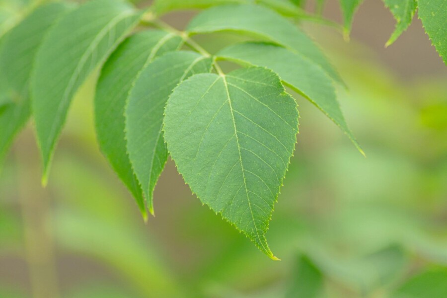 Aralia elata ME 200-250 P/K Aralia elata Mehrstämmig 200-250
