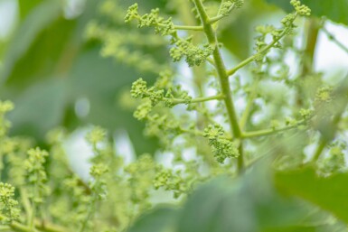 Aralia elata ME 200-250 P/K Aralia elata Mehrstämmig 200-250