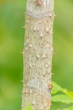 Aralia elata mehrstämmig 200-250