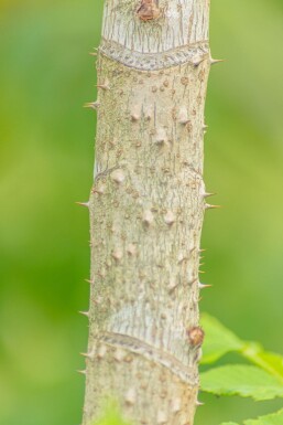 Aralia elata ME 200-250 P/K Aralia elata Mehrstämmig 200-250