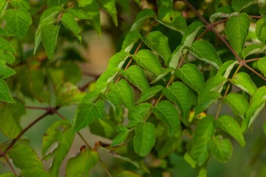 Aralia elata mehrstämmig 200-250