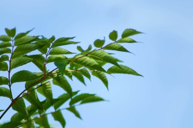 Aralia elata mehrstämmig 200-250