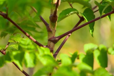 Aralia elata mehrstämmig 200-250