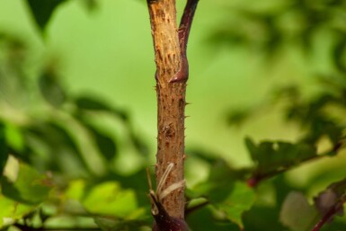 Aralia elata mehrstämmig 200-250