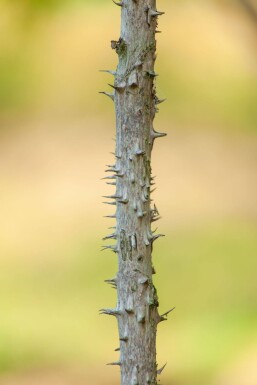 Aralia elata mehrstämmig 200-250