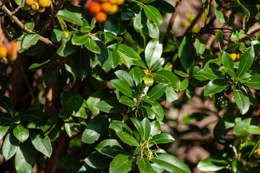 Arbutus unedo HO 10/12 P/K Arbutus unedo Hochstamm 10/12