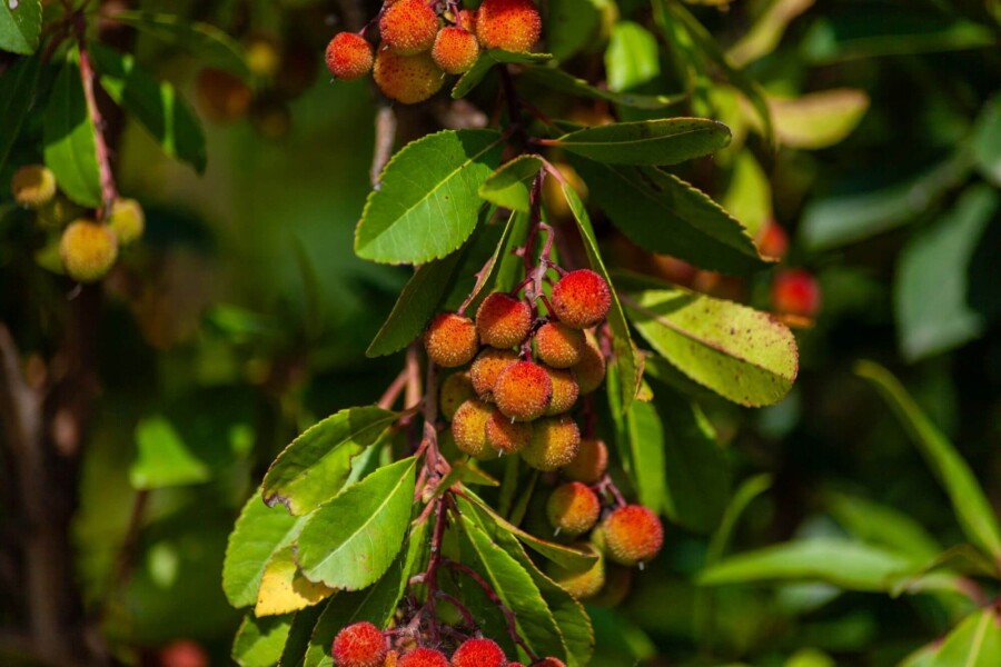 Arbutus unedo HO 10/12 P/K Arbutus unedo Hochstamm 10/12