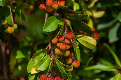 Arbutus unedo hochstamm 10/12