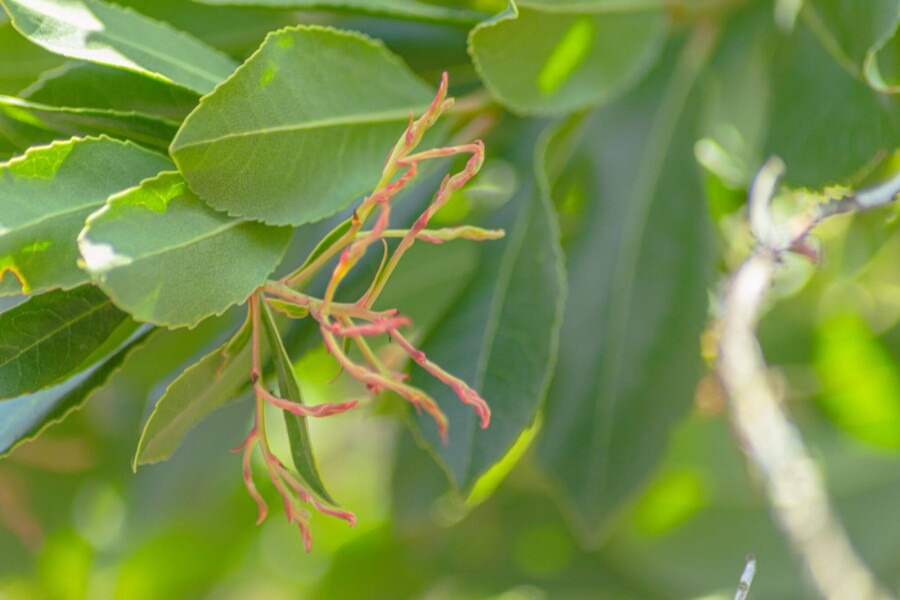 Arbutus unedo HO 10/12 P/K Arbutus unedo Hochstamm 10/12