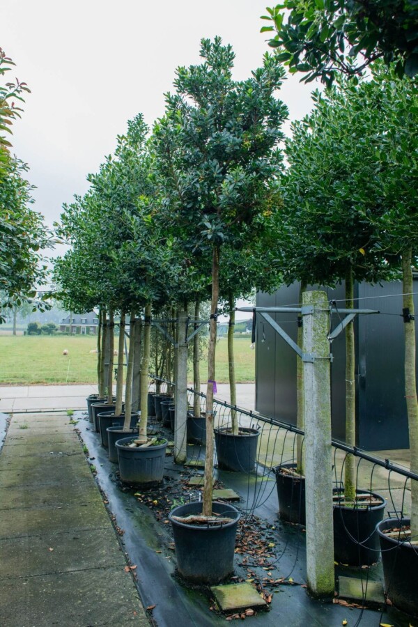 Arbutus unedo HO 10/12 P/K Arbutus unedo Hochstamm 10/12