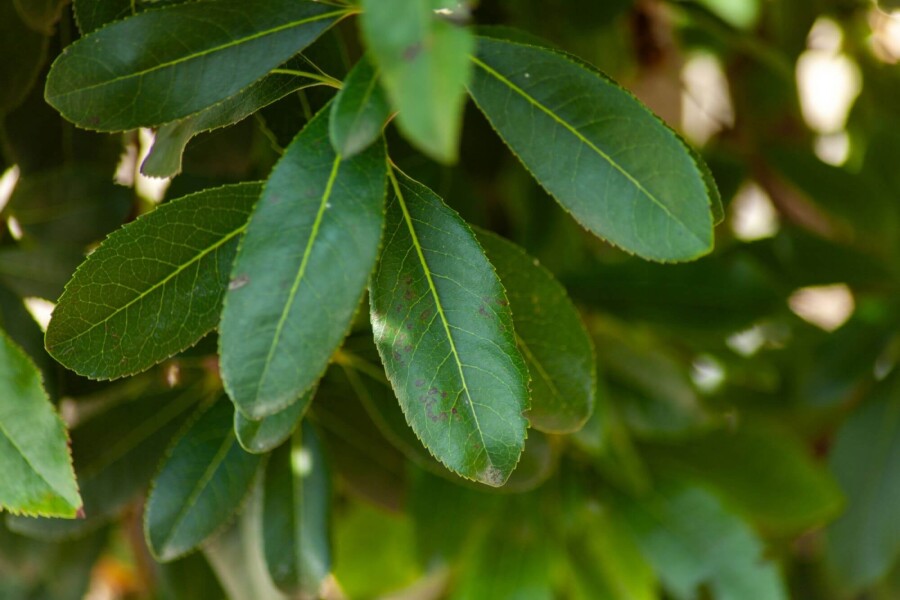 Arbutus unedo HO 10/12 P/K Arbutus unedo Hochstamm 10/12