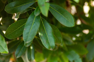 Arbutus unedo HO 10/12 P/K Arbutus unedo Hochstamm 10/12