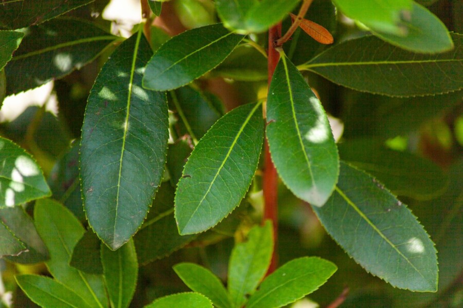 Arbutus unedo HO 10/12 P/K Arbutus unedo Hochstamm 10/12
