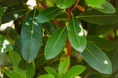 Arbutus unedo hochstamm 10/12