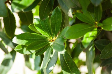 Arbutus unedo HO 10/12 P/K Arbutus unedo Hochstamm 10/12