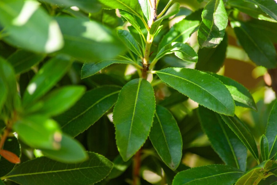 Arbutus unedo HO 10/12 P/K Arbutus unedo Hochstamm 10/12