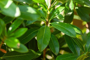 Arbutus unedo HO 10/12 P/K Arbutus unedo Hochstamm 10/12