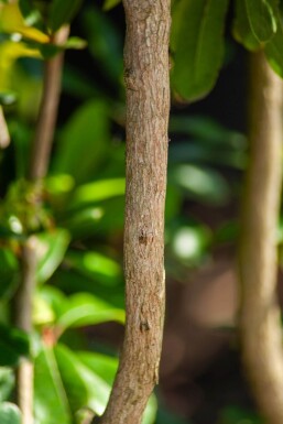 Arbutus unedo HO 10/12 P/K Arbutus unedo Hochstamm 10/12