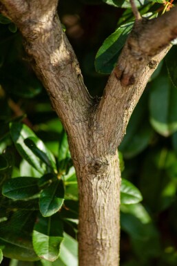 Arbutus unedo HO 10/12 P/K Arbutus unedo Hochstamm 10/12