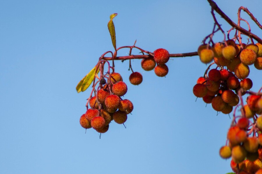 Arbutus unedo HO 10/12 P/K Arbutus unedo Hochstamm 10/12