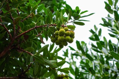 Arbutus unedo HO 10/12 P/K Arbutus unedo Hochstamm 10/12