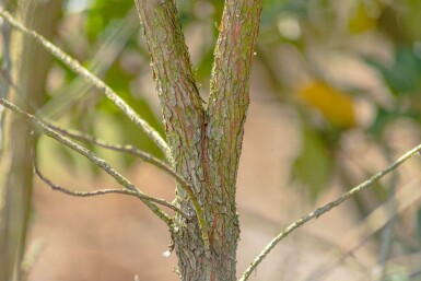 Arbutus unedo hochstamm 10/12